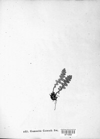 Asplenium ceterach image